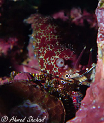 Marbled Shrimp (Saron Marmoratus) by Ahmed Shuhail 